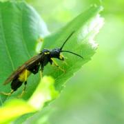 Tenthredo maculata Geoffroy, 1785 - Mouche-à-scie noire à ventre jaune (femelle)