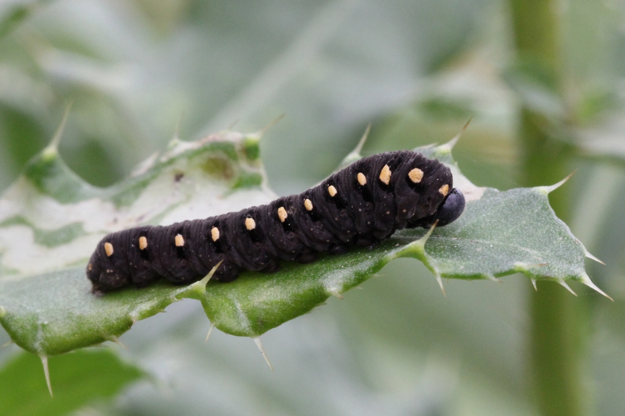 Tenthredo marginella Fabricius, 1793 (larve)