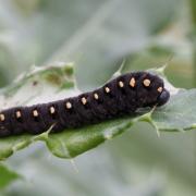 Tenthredo marginella Fabricius, 1793 (larve)