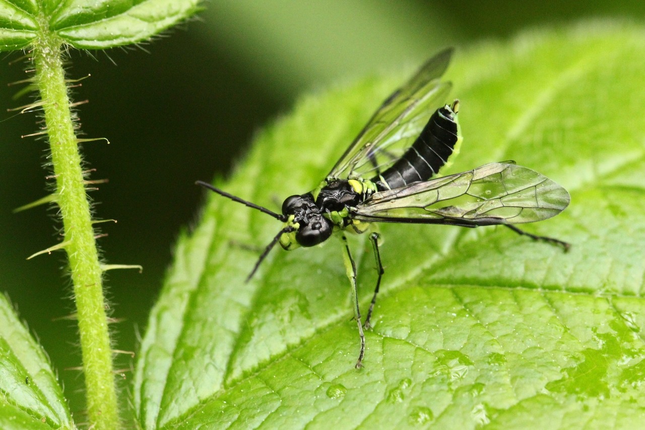 Tenthredo mesomela Linnaeus, 1758 - Tenthrède brune