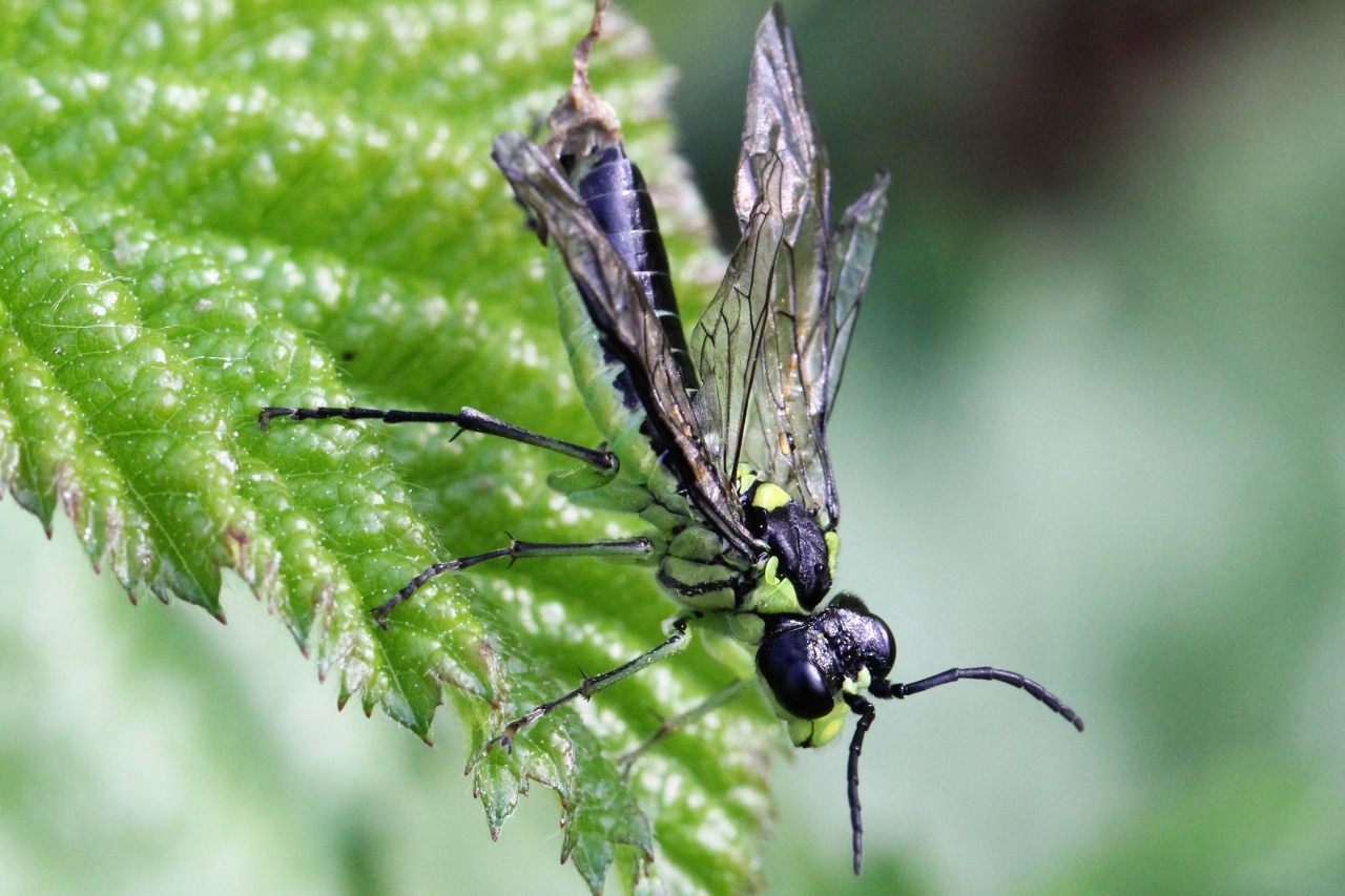 Tenthredo mesomela Linnaeus, 1758 - Tenthrède brune