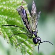 Tenthredo mesomela Linnaeus, 1758 - Tenthrède brune