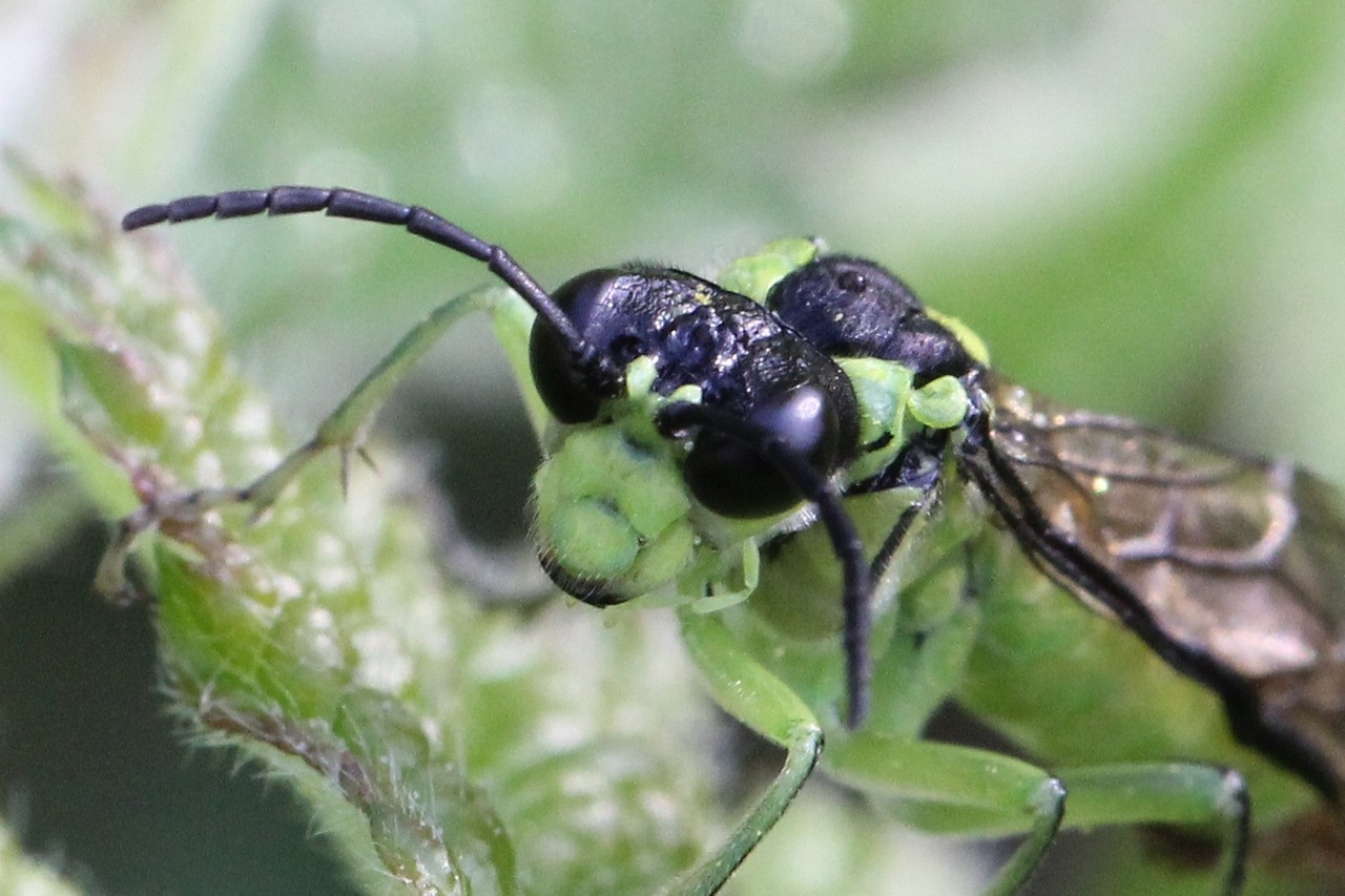 Tenthredo mesomela Linnaeus, 1758 - Tenthrède brune