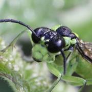 Tenthredo mesomela Linnaeus, 1758 - Tenthrède brune