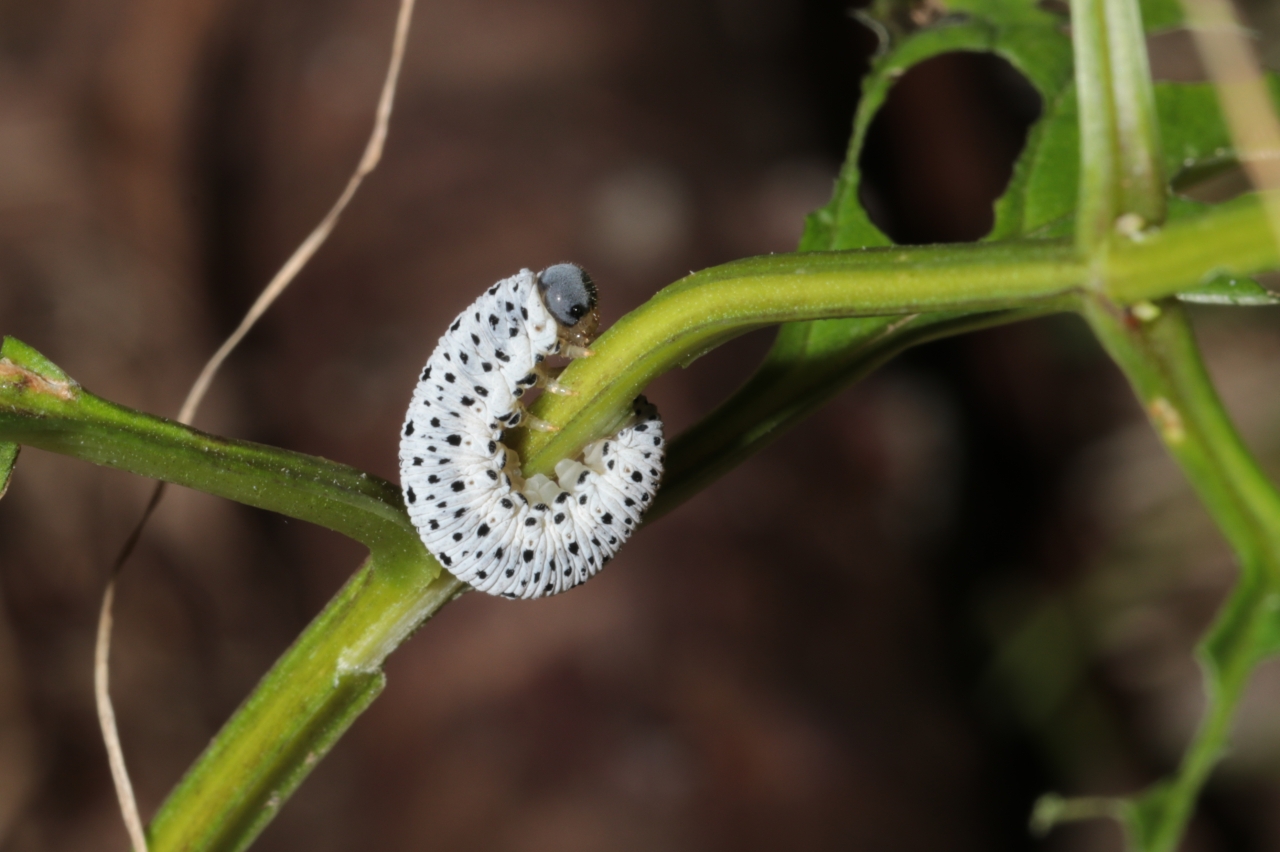 Tenthredo scrophulariae  Linnaeus, 1758 - Mouche-à-scie de la Scrofulaire (larve)