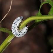 Tenthredo scrophulariae  Linnaeus, 1758 - Mouche-à-scie de la Scrofulaire (larve)