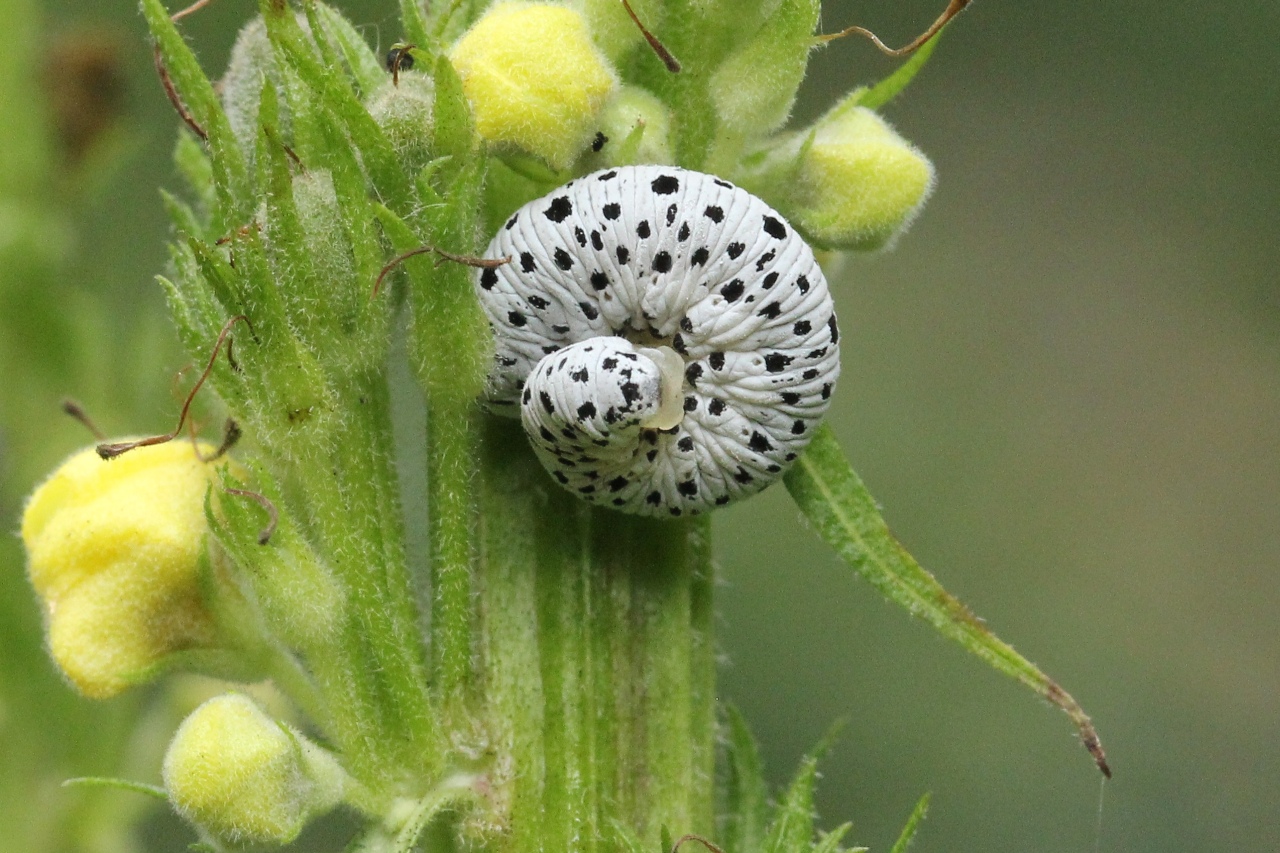 Tenthredo scrophulariae Linnaeus, 1758 - Mouche-à-scie de la Scrofulaire (larve)
