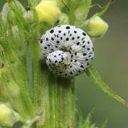 Tenthredo scrophulariae Linnaeus, 1758 - Mouche-à-scie de la Scrofulaire (larve)