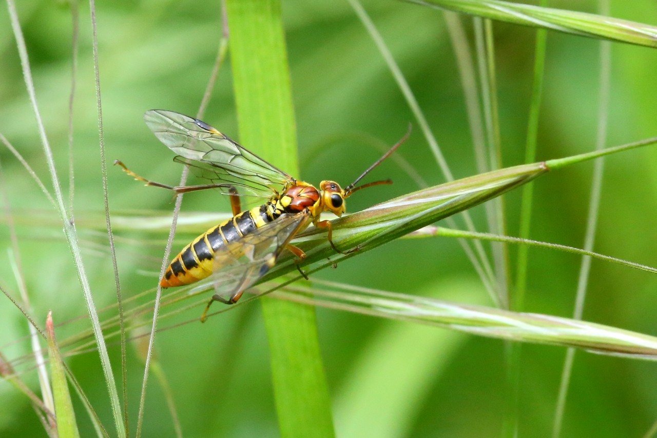 Tenthredopsis sordida (Klug, 1817) (femelle)