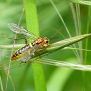 Tenthredopsis sordida (Klug, 1817) (femelle)