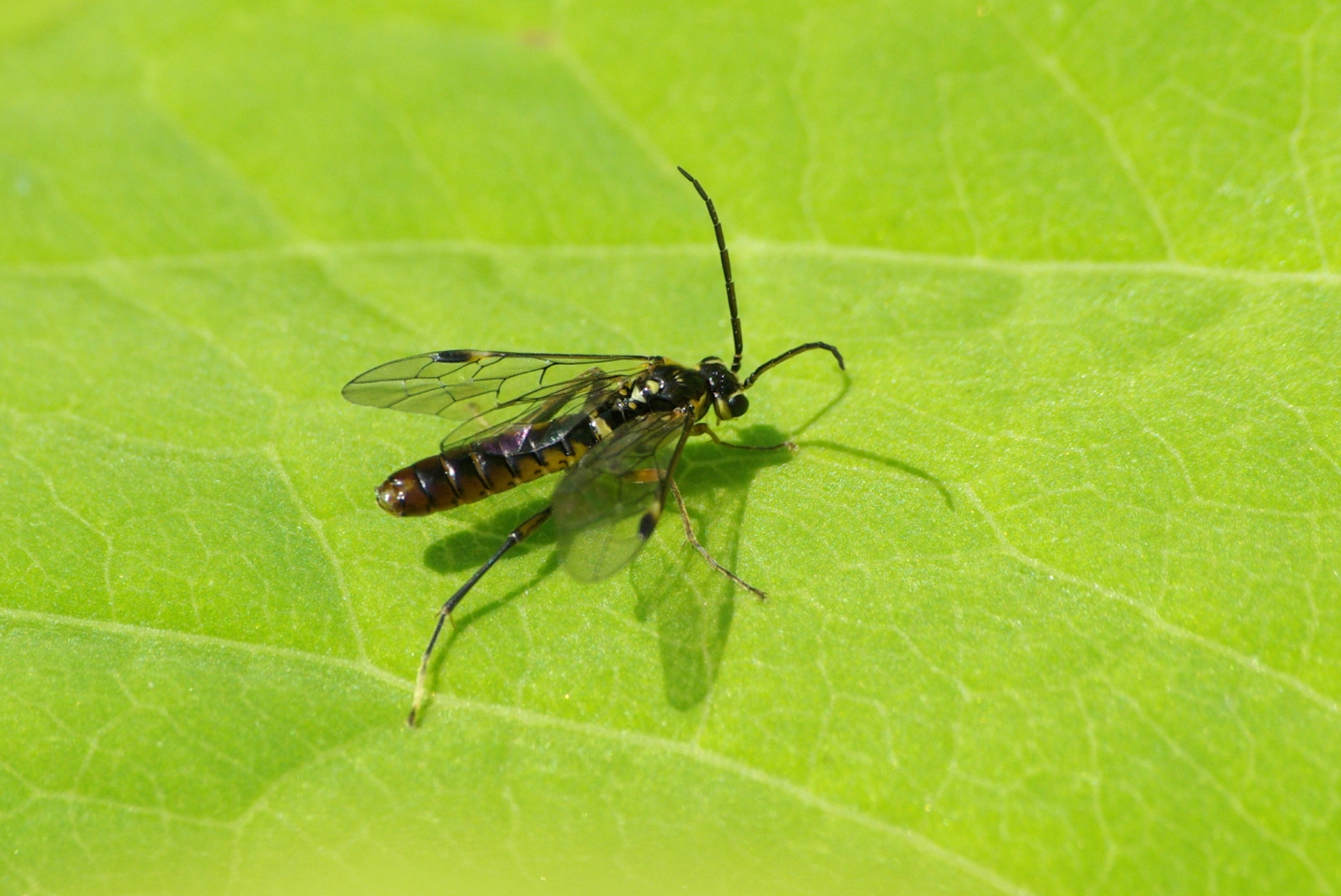 Tenthredopsis sp