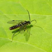 Tenthredopsis sp