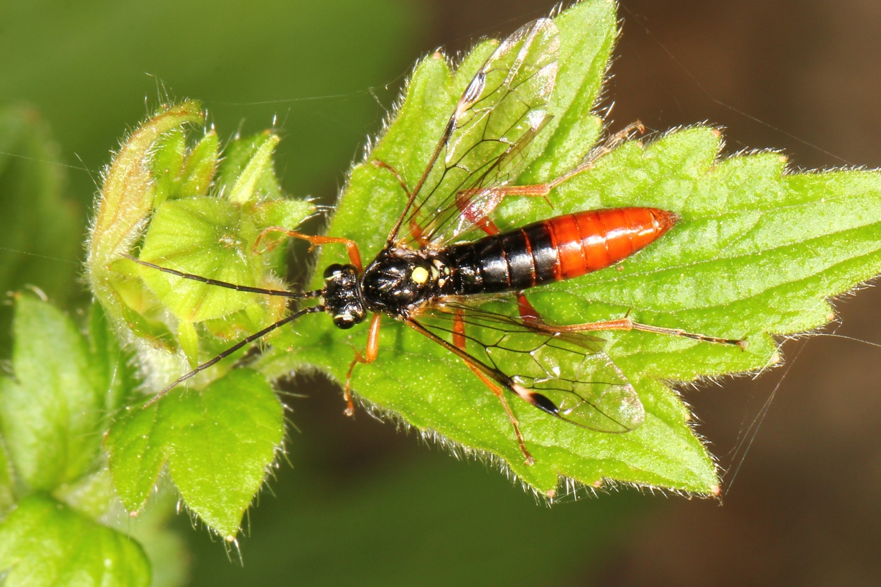 Tenthredopsis sp