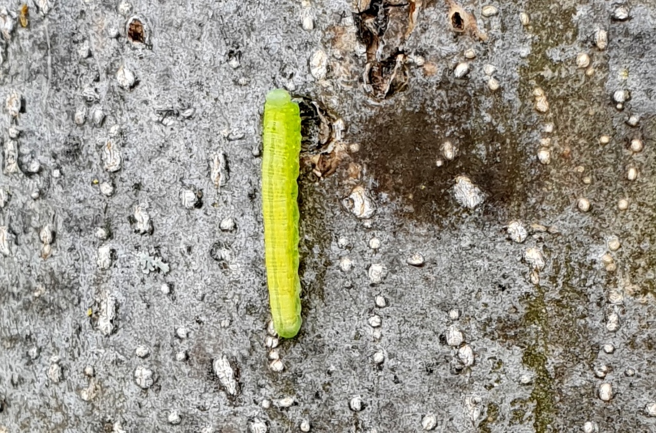 Tomostethus nigritus (Fabricius, 1804) - Tenthrède du Frêne (larve)