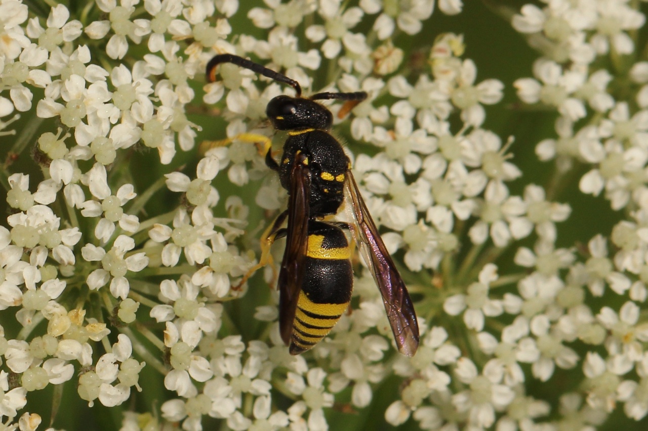 Ancistrocerus sp