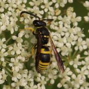 Ancistrocerus sp