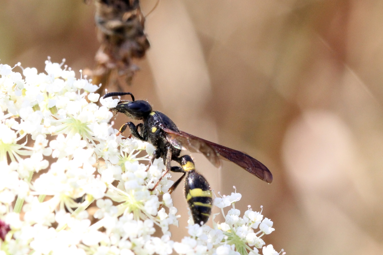 Discoelius dufourii Lepeletier, 1841