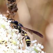 Discoelius dufourii Lepeletier, 1841