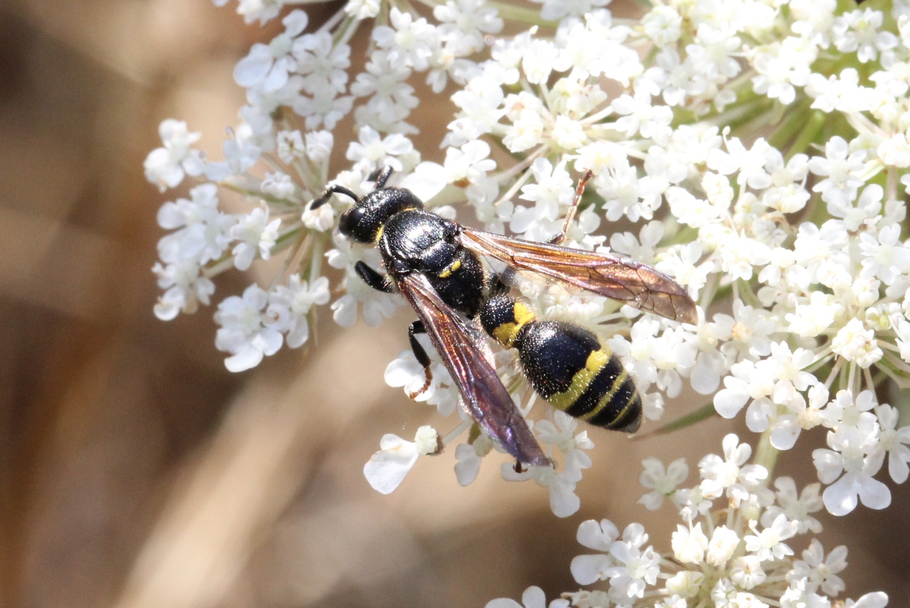 Discoelius dufourii Lepeletier, 1841