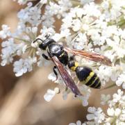 Discoelius dufourii Lepeletier, 1841