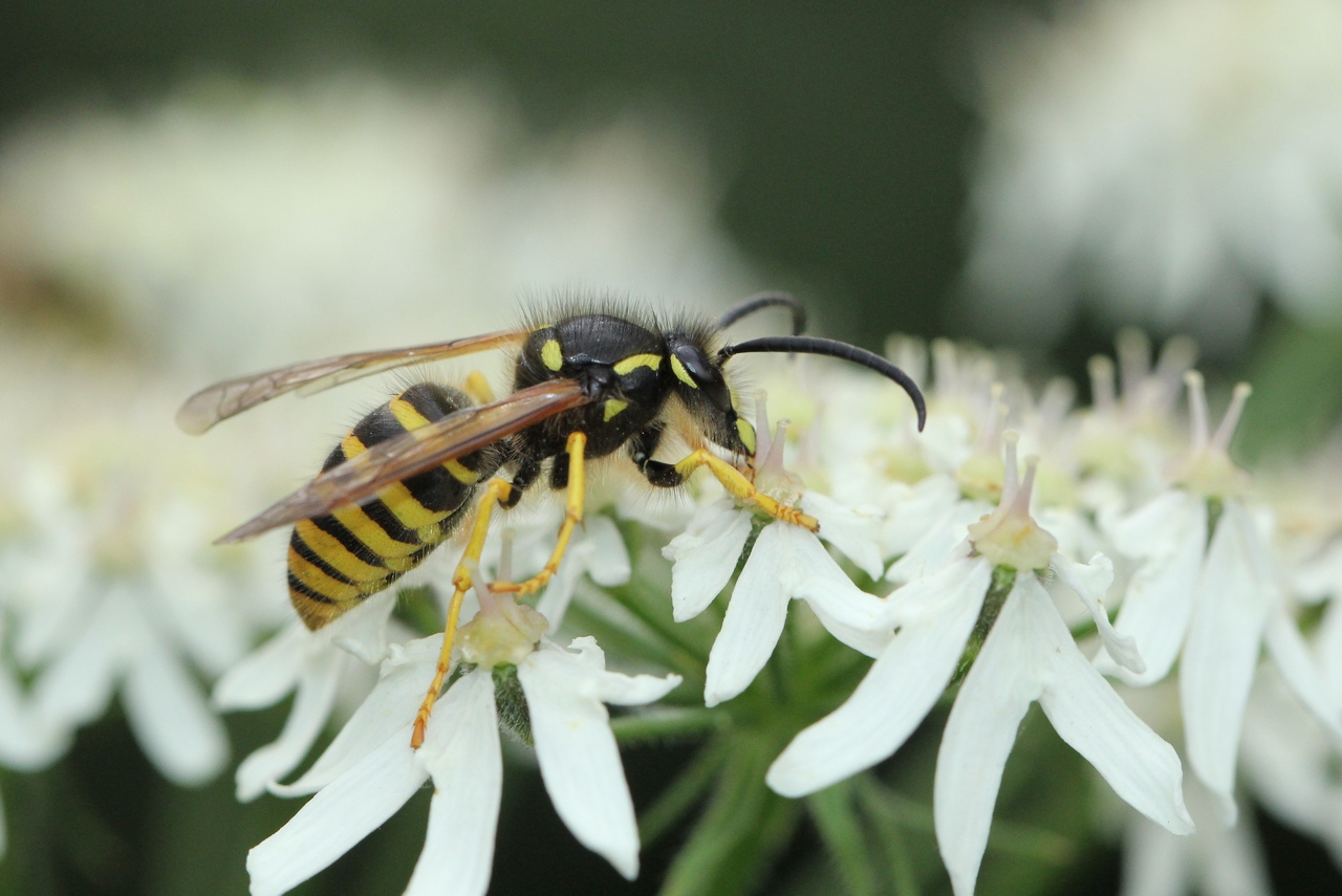 Dolichovespula sp (mâle)