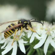 Dolichovespula sp (mâle)