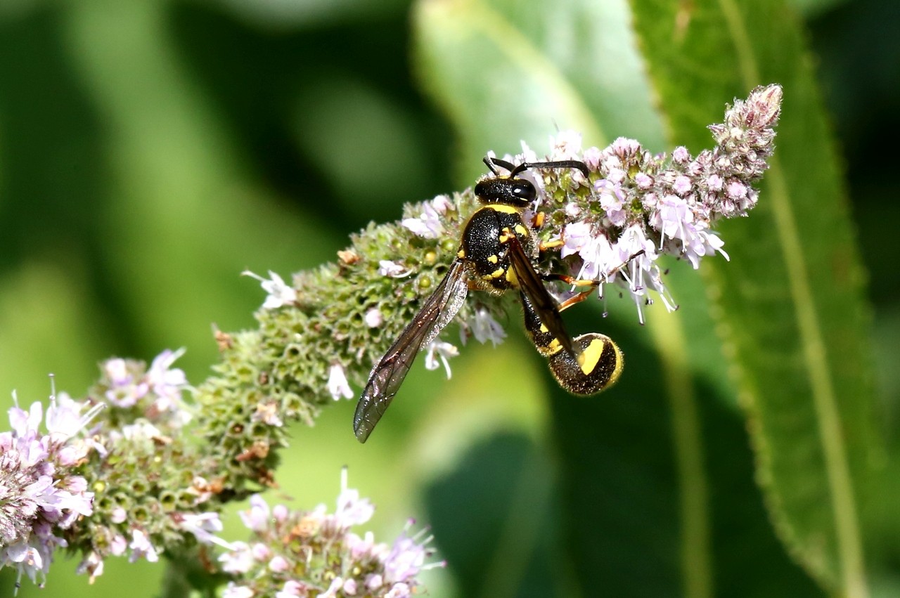 Eumenes coronatus (Panzer, 1799) (femelle)