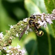 Eumenes coronatus (Panzer, 1799) (femelle)