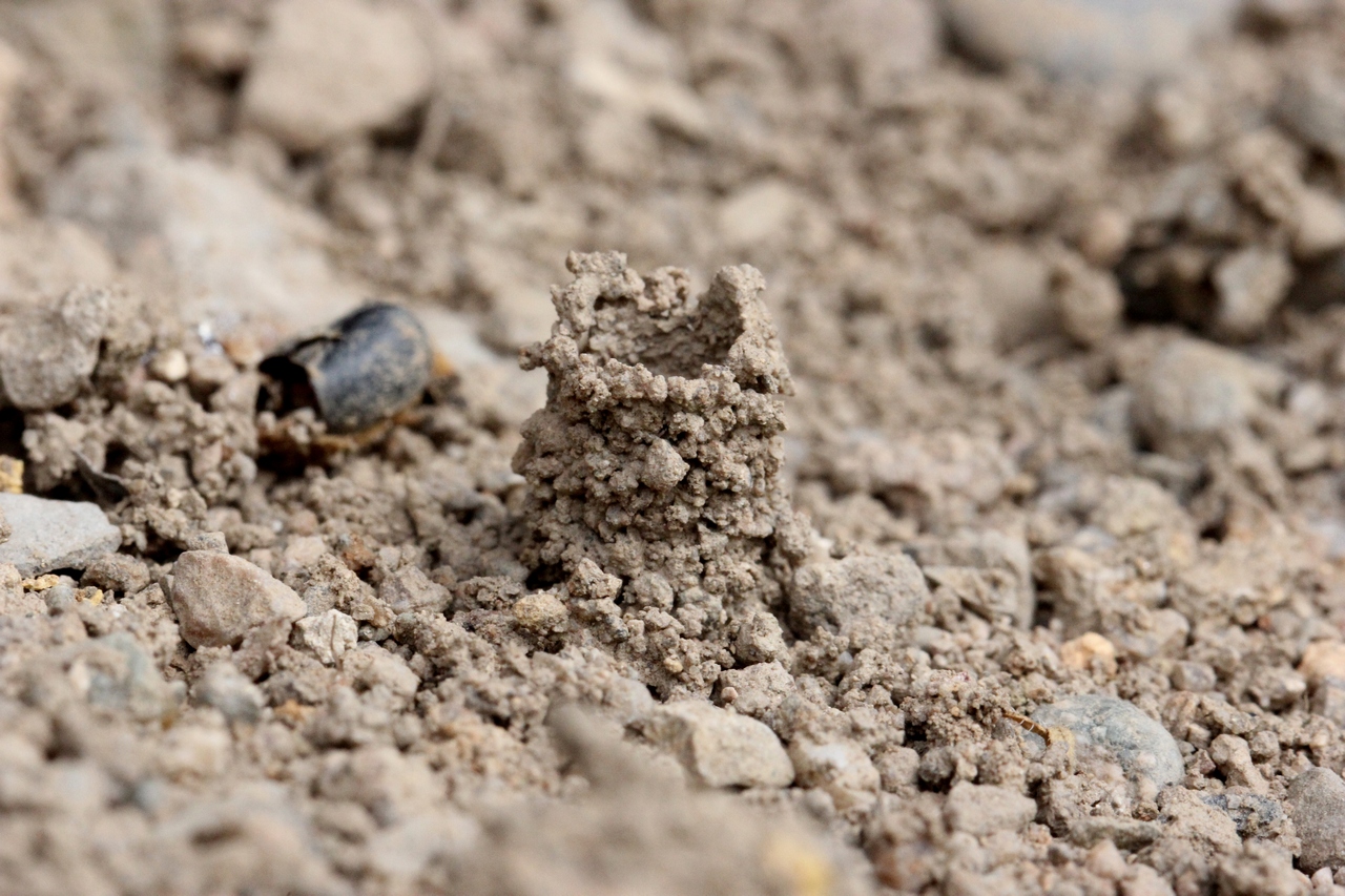 Odynerus sp (cheminée de nid au sol)