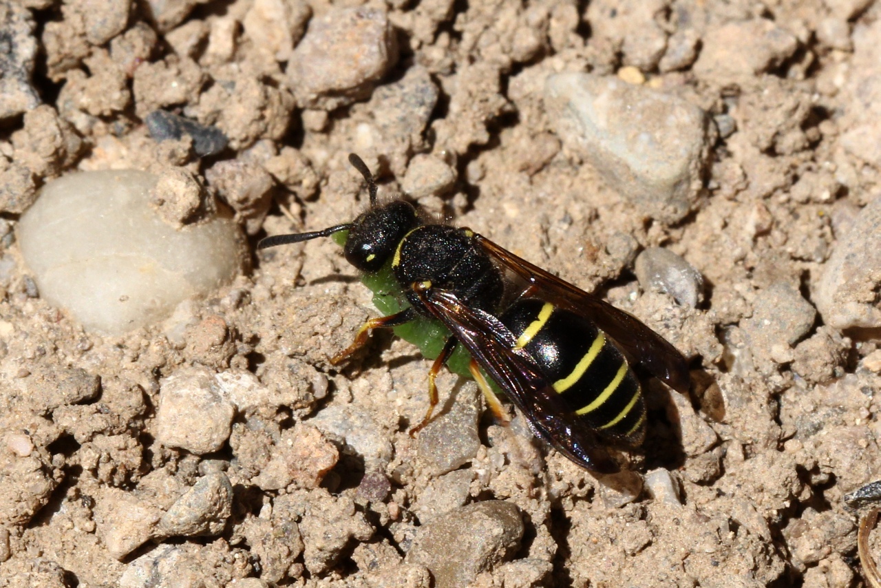 Odynerus spinipes (Linnaeus, 1758) (femelle rapportant une larve)