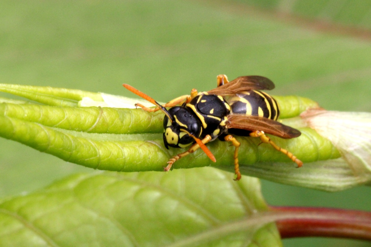 Polistes dominula (Christ, 1791) - Guêpe poliste