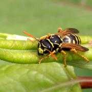 Polistes dominula (Christ, 1791) - Guêpe poliste