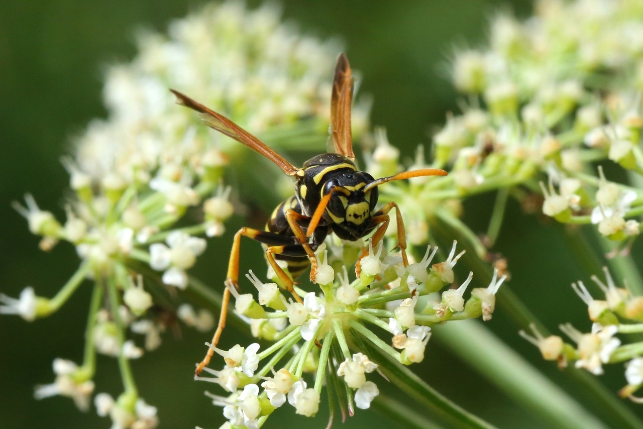 Polistes dominula (Christ, 1791) - Guêpe poliste