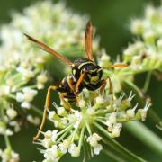 Polistes dominula (Christ, 1791) - Guêpe poliste