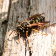 Polistes dominula (Christ, 1791) - Guêpe poliste 