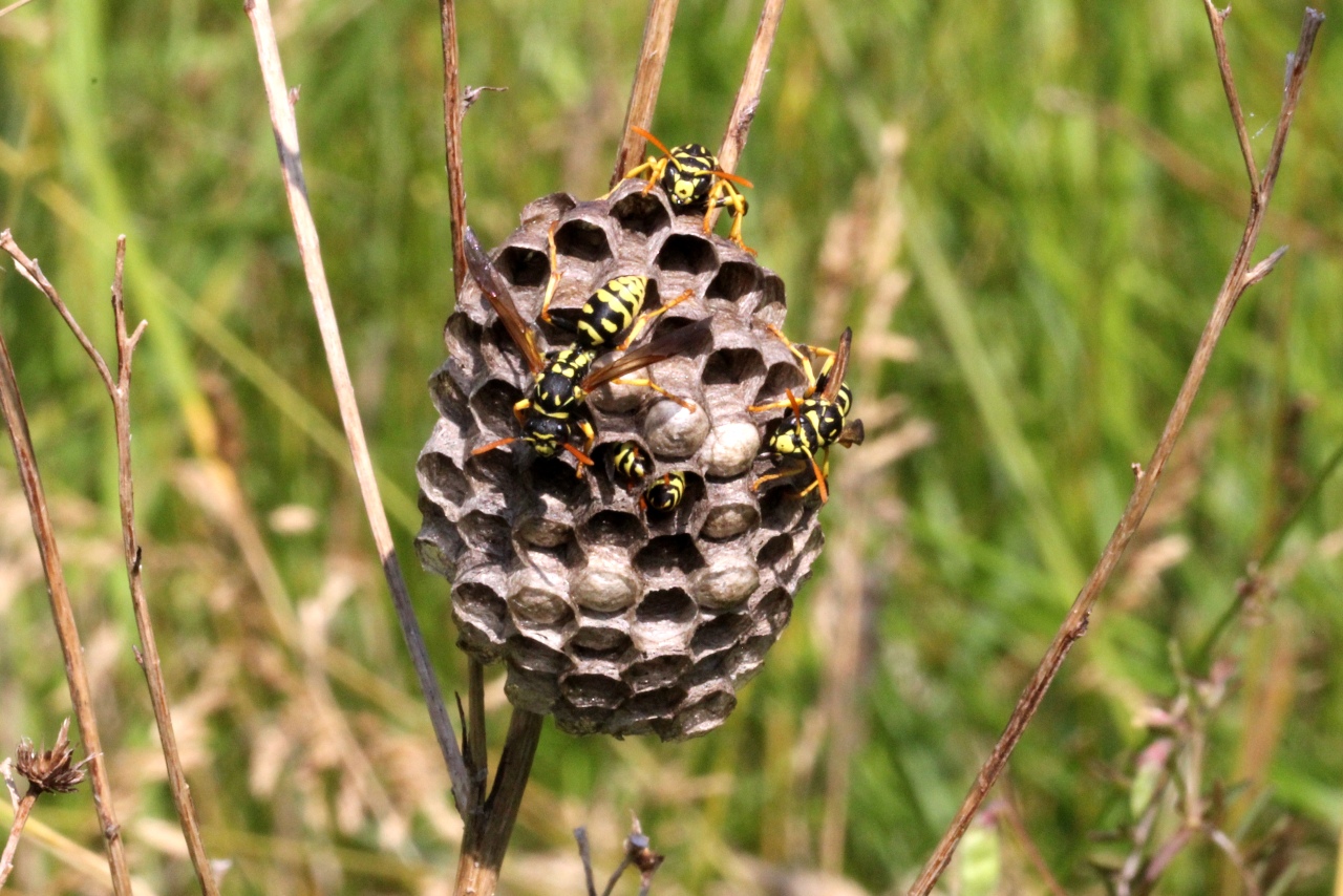 Polistes gallicus (Linnaeus, 1767) (nid)