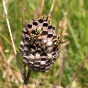 Polistes gallicus (Linnaeus, 1767) (nid)