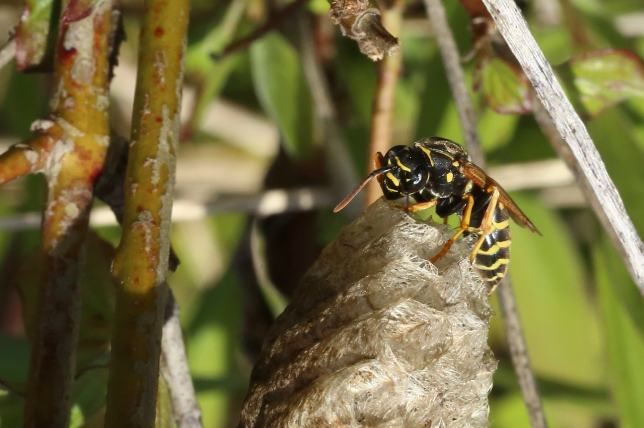 Polistes nimpha (Christ, 1791) (femelle)