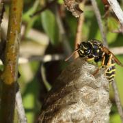 Polistes nimpha (Christ, 1791) (femelle)