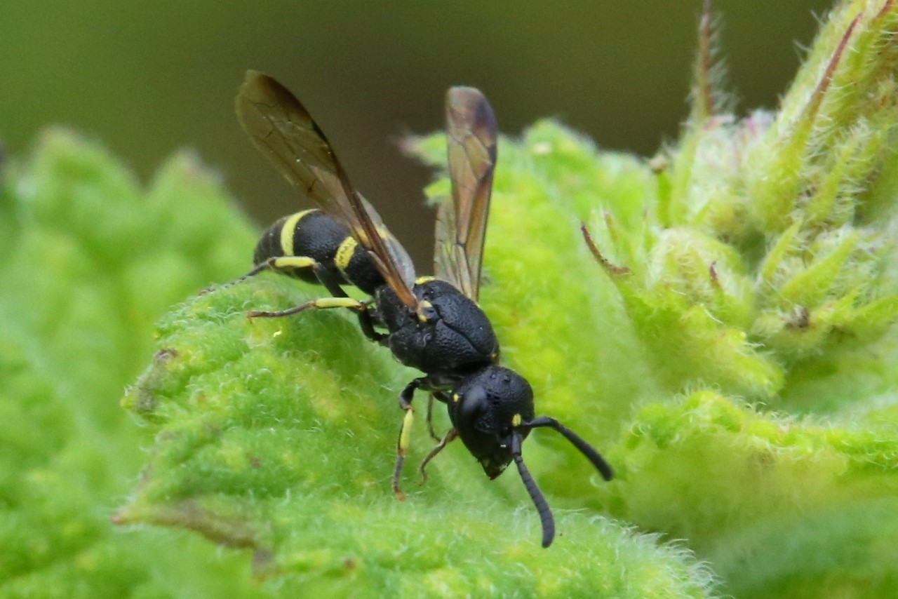 Stenodynerus xanthomelas (Herrich-Schäffer, 1839) (femelle)  