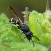 Stenodynerus xanthomelas (Herrich-Schäffer, 1839) (femelle)  