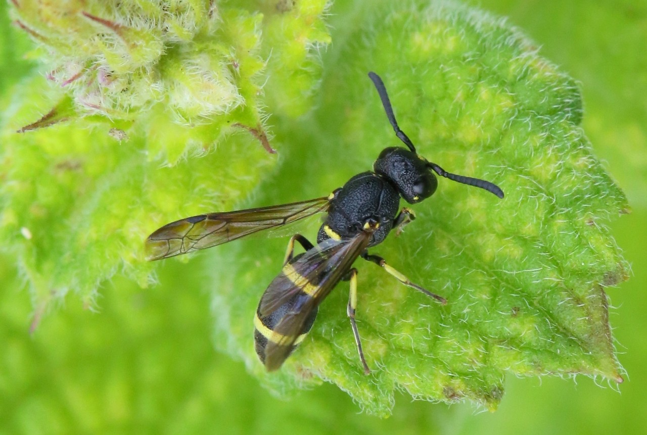 Stenodynerus xanthomelas (Herrich-Schäffer, 1839) (femelle)