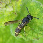 Stenodynerus xanthomelas (Herrich-Schäffer, 1839) (femelle)