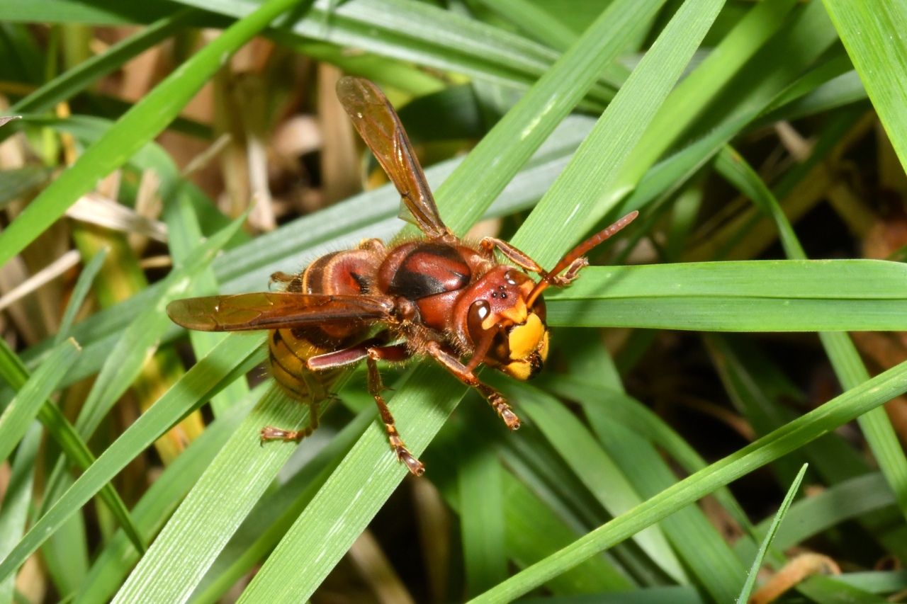 Vespa crabro Linnaeus, 1758 - Frelon européen