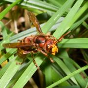 Vespa crabro Linnaeus, 1758 - Frelon européen