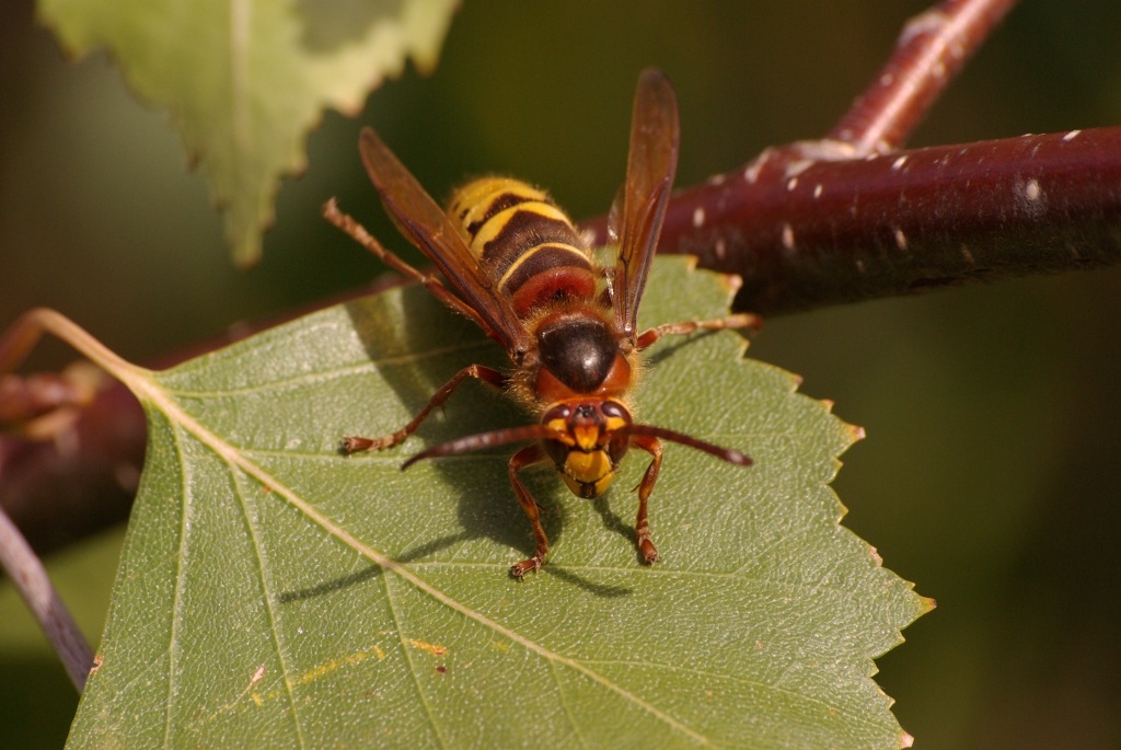 Vespa crabro Linnaeus, 1758 - Frelon européen