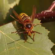 Vespa crabro Linnaeus, 1758 - Frelon européen