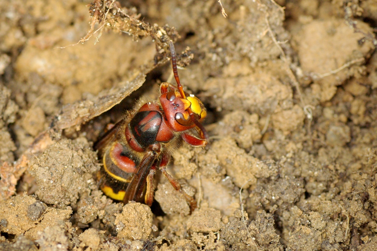 Vespa crabro Linnaeus, 1758 - Frelon européen (jeune reine)