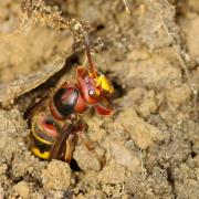 Vespa crabro Linnaeus, 1758 - Frelon européen (jeune reine)