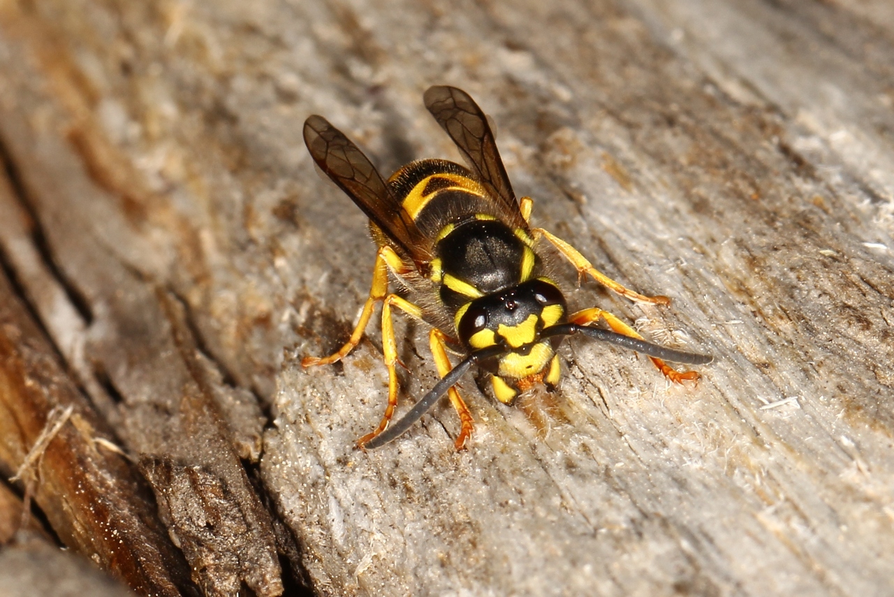 Vespula germanica (Fabricius, 1793) - Guêpe germanique